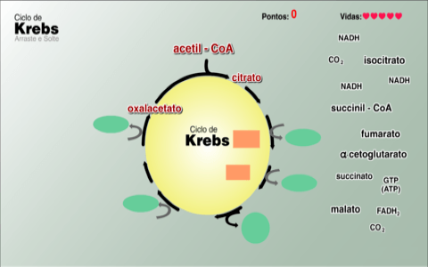 Ciclos de Krebs