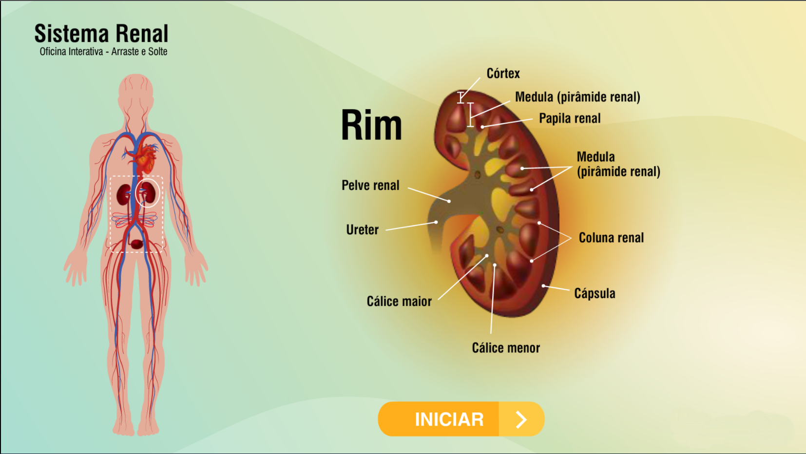 Sistema renal